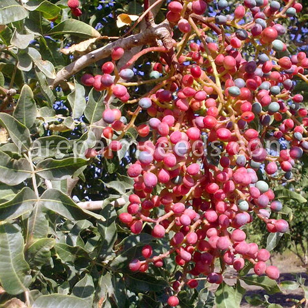 Pistacia atlantica